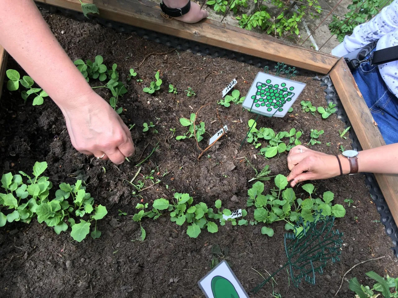 Hochbeete in Friedehorst