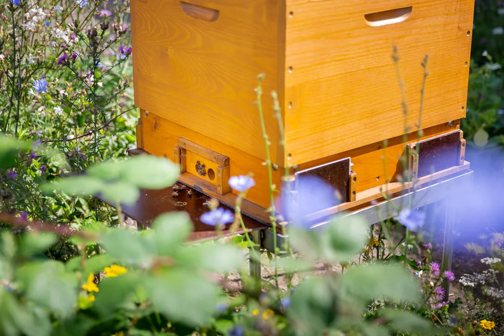 Ein Bienenstock steht inmitten von Blumen und Pflanzen.