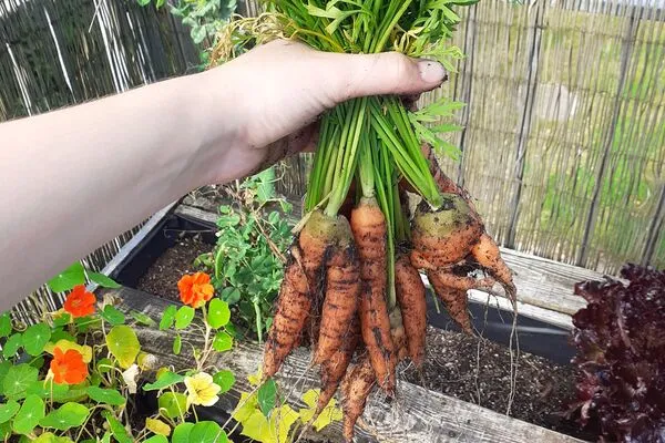 Hände halten einen Bund Möhren vor Hochbeet