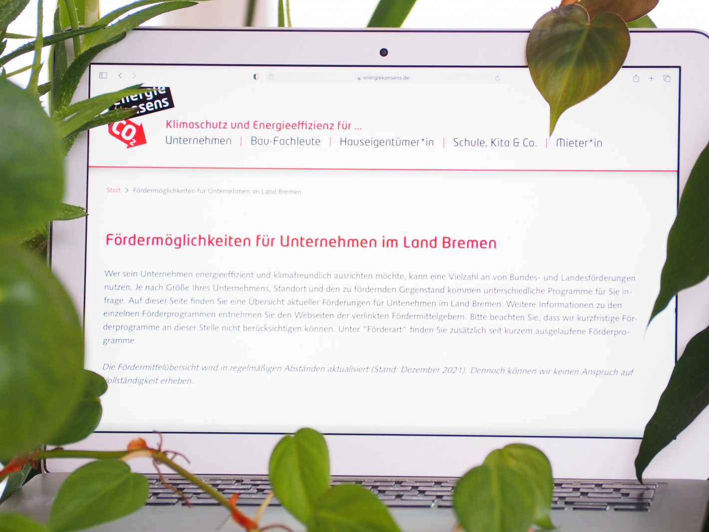 Ein von Pflanzen umrahmter Laptop-Bildschirm zeigt die Internet-Seite von energiekonsens mit einem Text unter der Überschrift