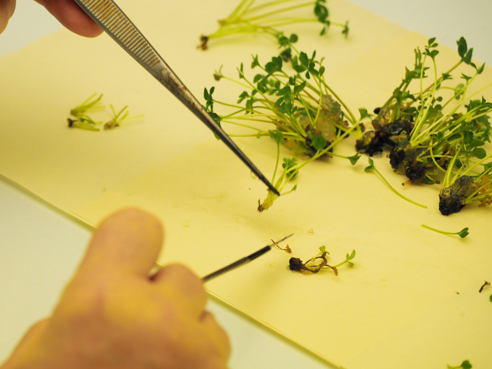 Pflanzenteilung Bock Bio Science