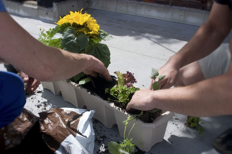 Pixabay Balkon Pflanzen Urban Gardening Nutzung frei